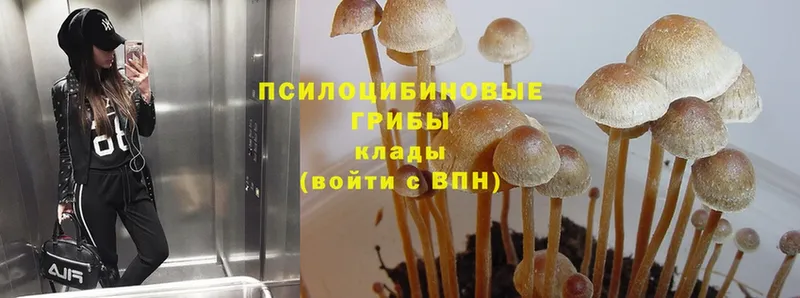 Псилоцибиновые грибы Cubensis  ОМГ ОМГ зеркало  Михайловск 